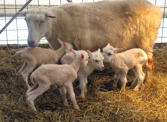 Finnsheep Ewe with Quads